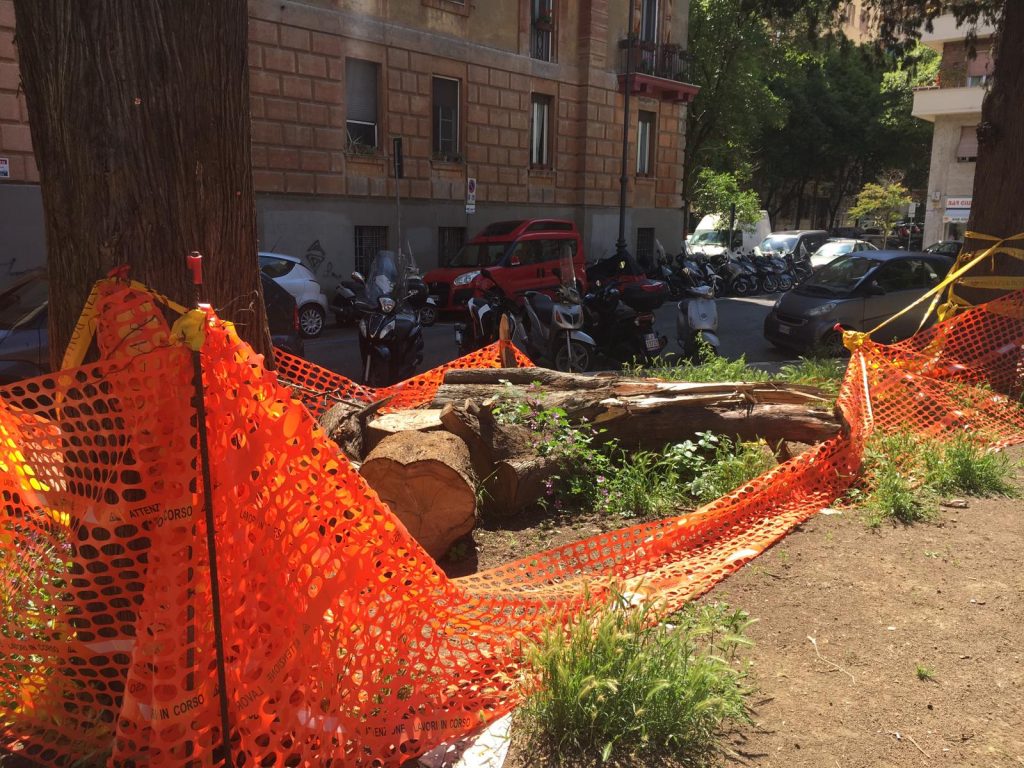 I resti dell'albero crollato in piazza Melozzo circondati dalla rete di protezione