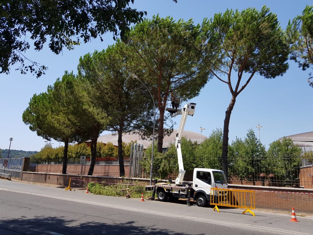 Operai al lavoro sui pini dell'Auditorium in via dei Monti Parioli