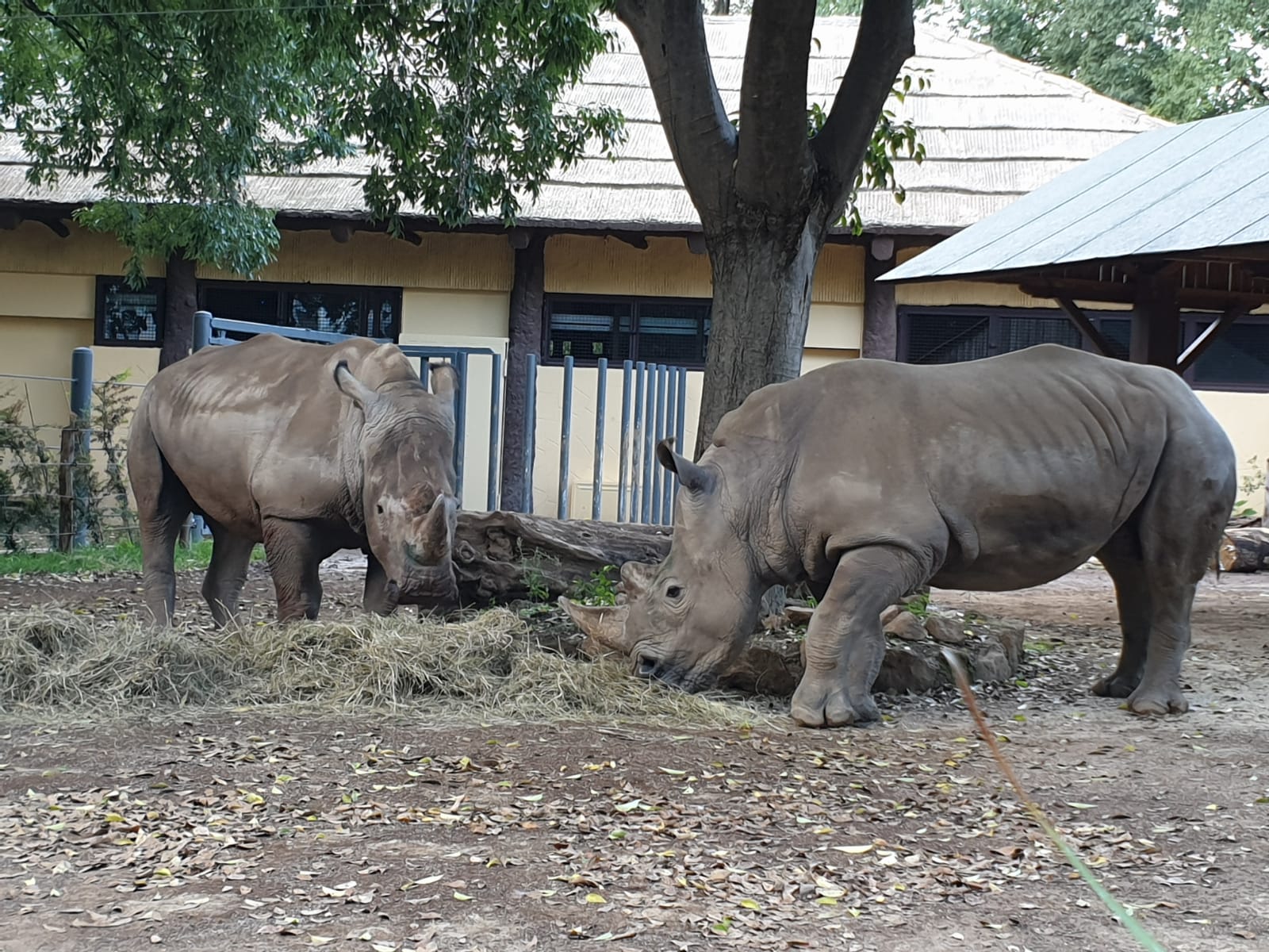 rinoceronti bioparco