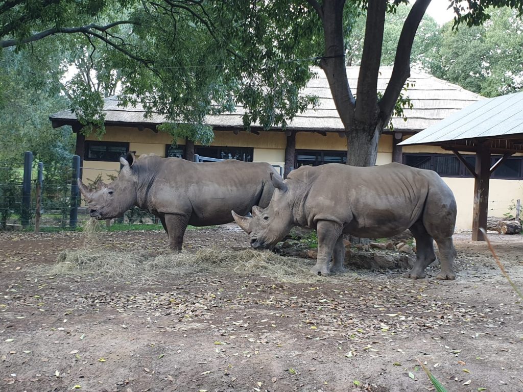 Thomas e Kibo sono i due nuovi rinoceronti bianchi del Bioparco