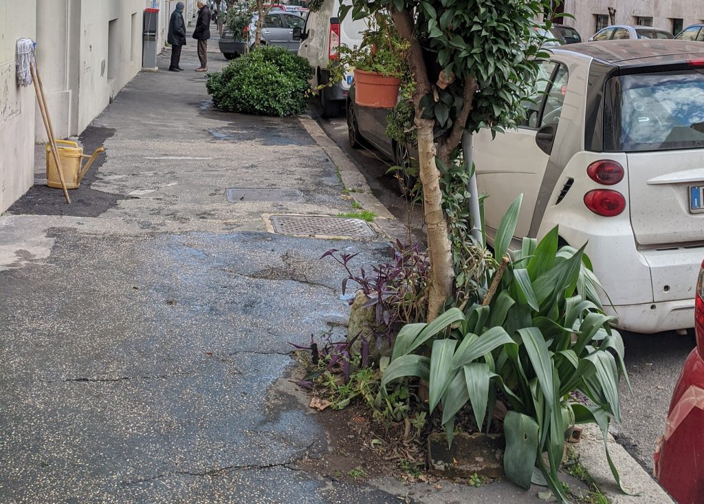 Piante e alberi nell'aiuola di via Lima