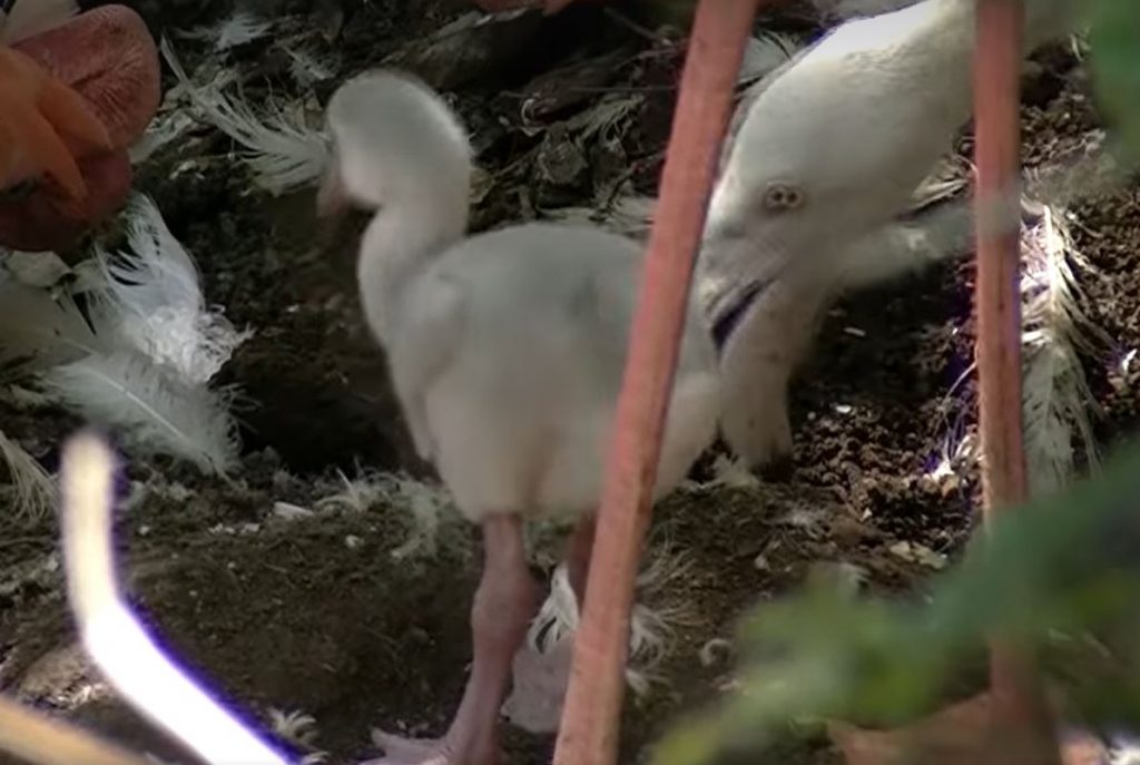 Bioparco, il pulcino di fenicottero appena nato