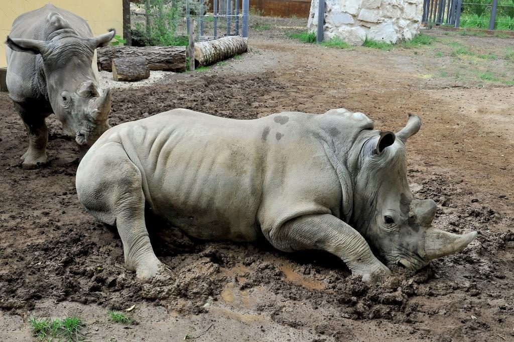 I due rinoceronti bianchi, Thomas e Kibo, presenti all'interno del Bioparco