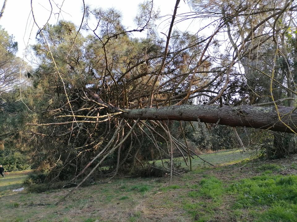Il pino secolare caduto a Villa Ada (Foto Osservatorio Sherwood)