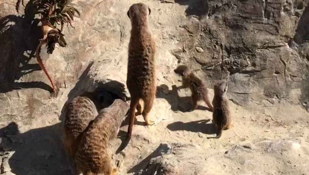 Sulla destra, i due cuccioli di suricati appena nati
