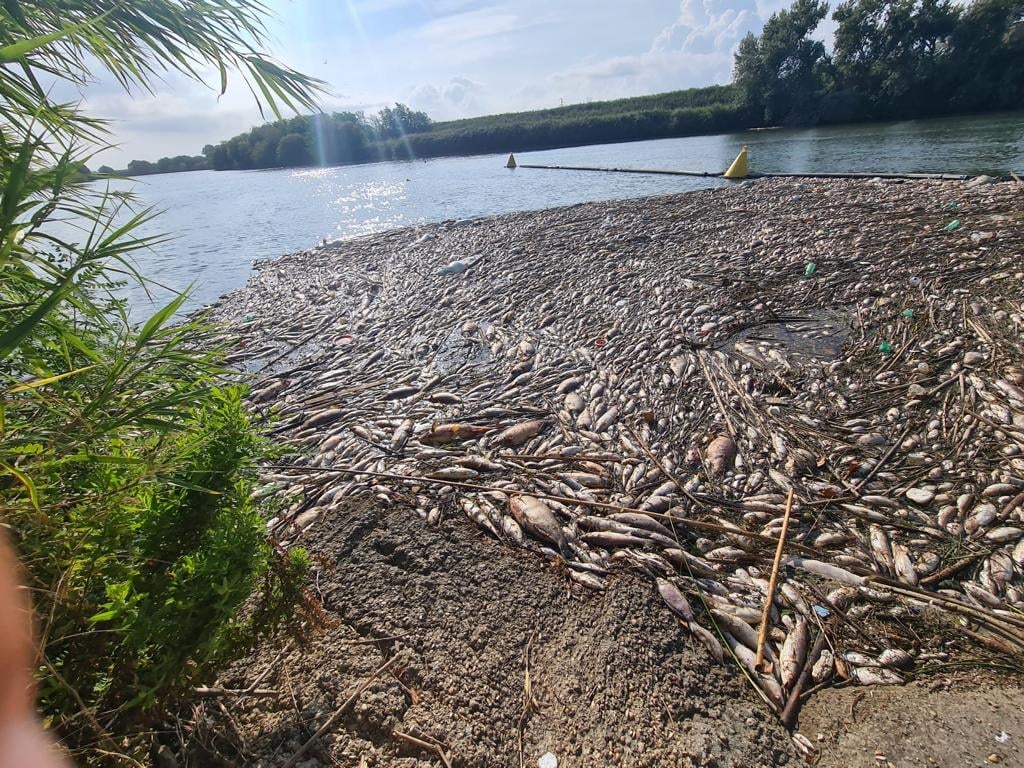 I pesci raccolti dalla barriera anti rifiuti sul Tevere. Foto dalla pagina Facebook di Cristiana Avenali