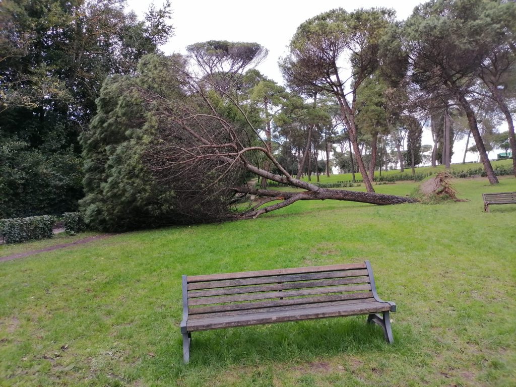 Un pino caduto a Villa Ada 