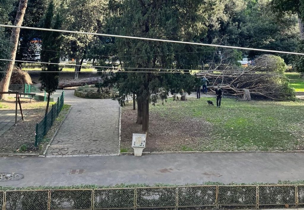 L'albero caduto all'interno dell'area verde di via Flaminia. Foto dalla pagina Facebook Abitanti del Quartiere Flaminio