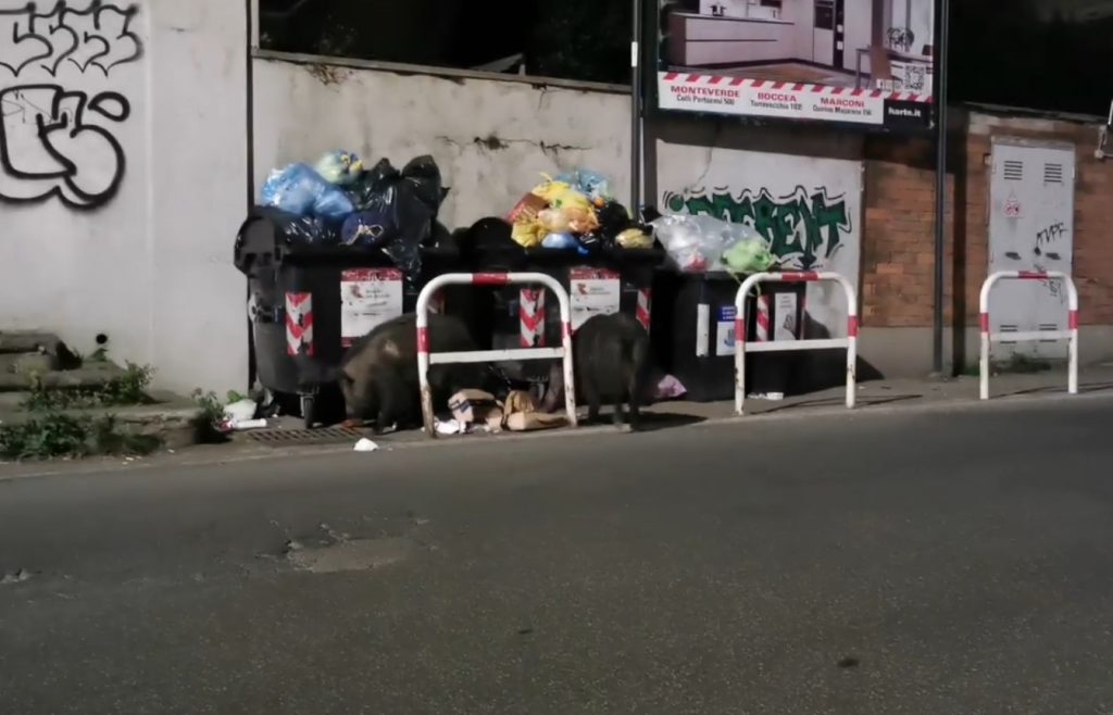 Cinghiali in via della Camilluccia. Frame dal video di Reporter - Montesacro