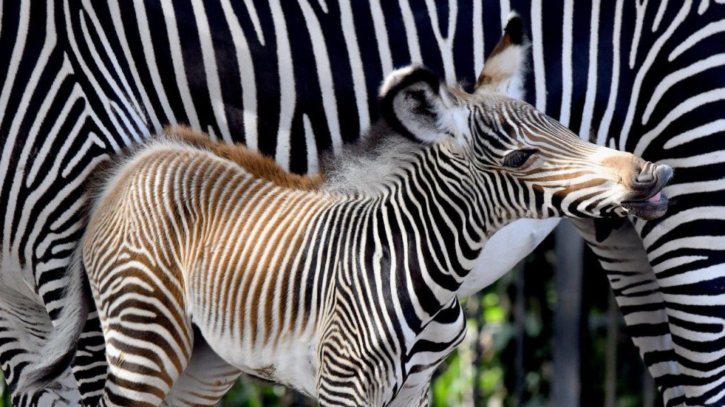 La zebra appena nata al Bioparco. Foto di Massimiliano Di Giovanni - archivio Bioparco