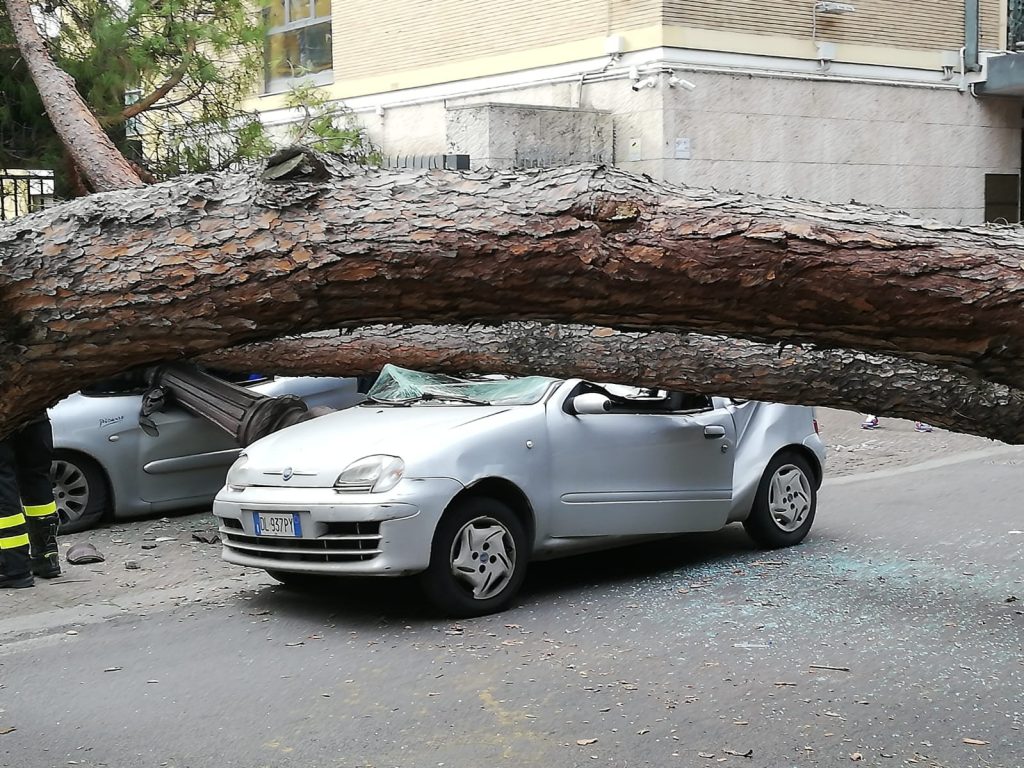 Una vettura schiacciata dal pino crollato in viale Mazzini