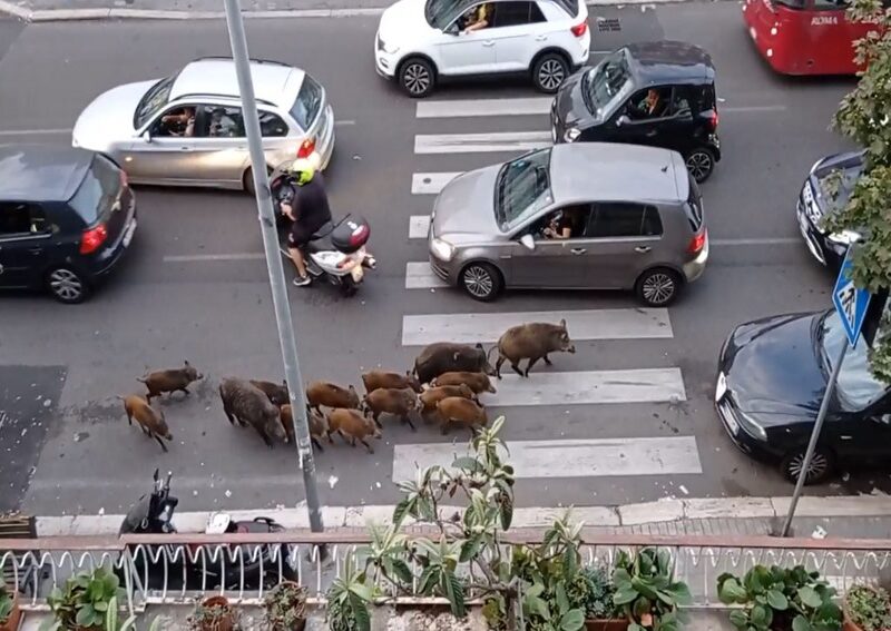Cinghiali sulle strade di Roma. Foto di repertorio