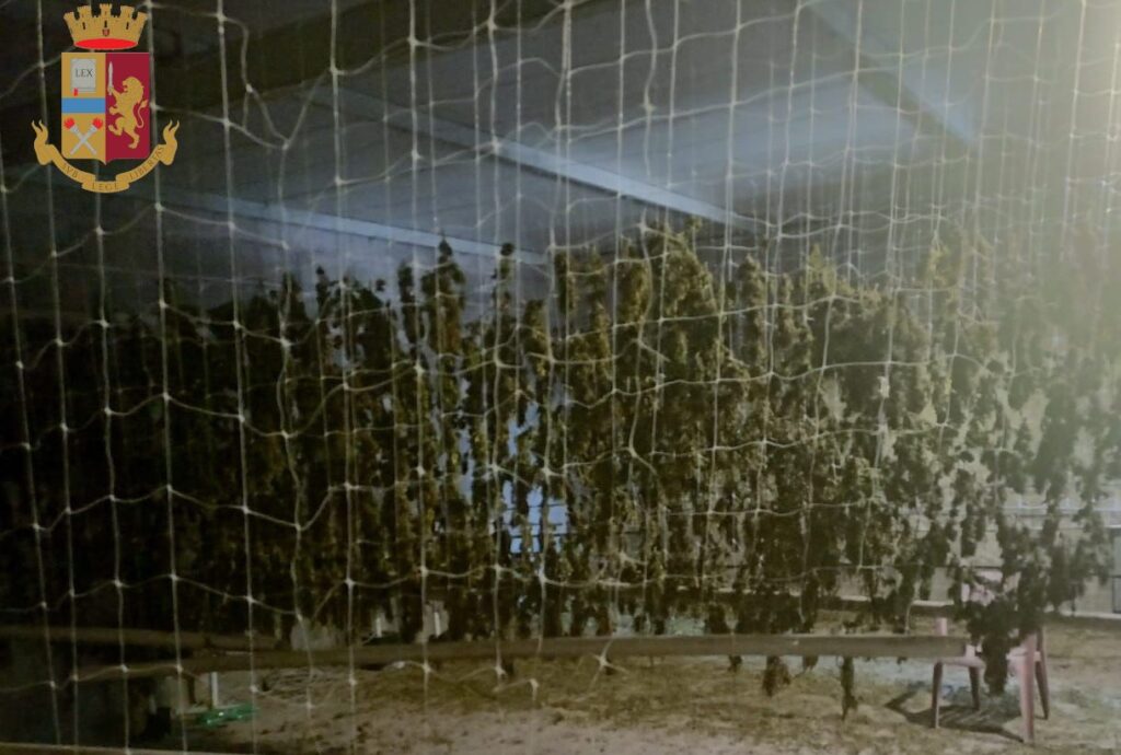 La coltivazione di cannabis all'interno del capannone
