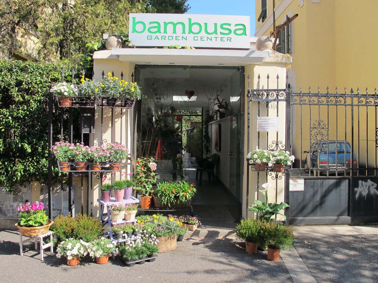 vivaismo roma Bambusa garden center