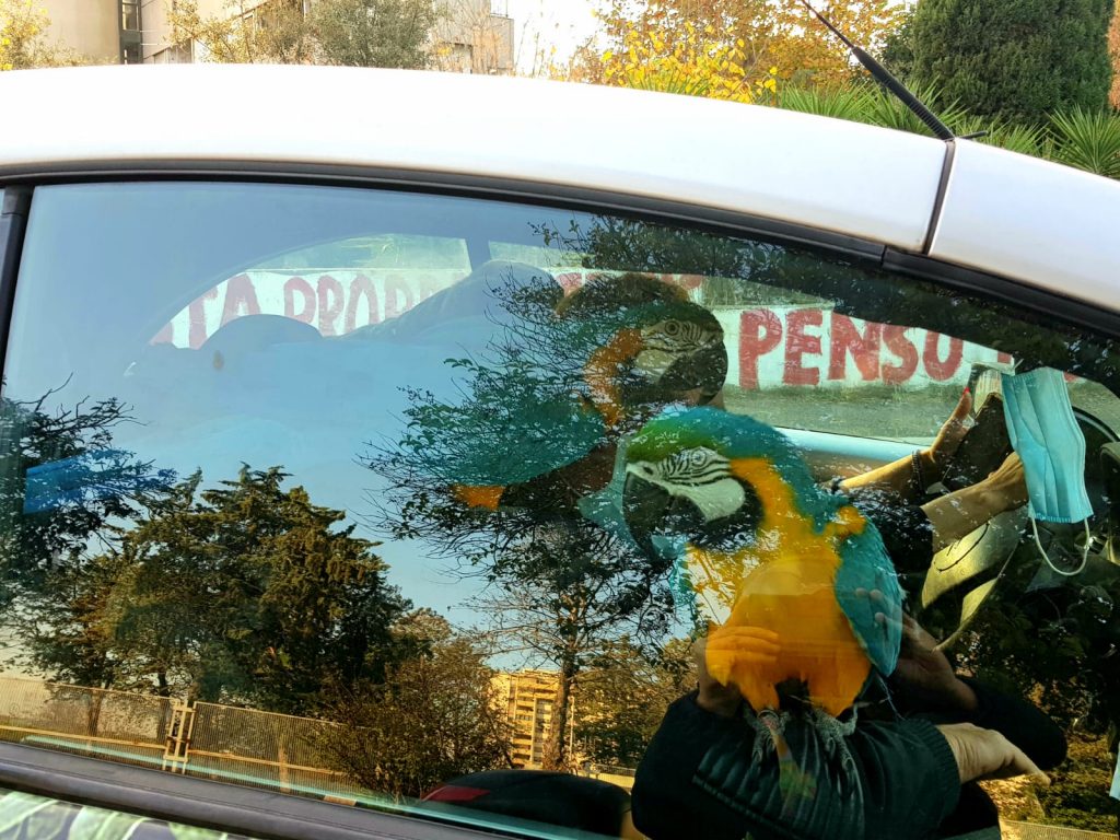 I due pappagalli a bordo dell'auto a Vigne Nuove