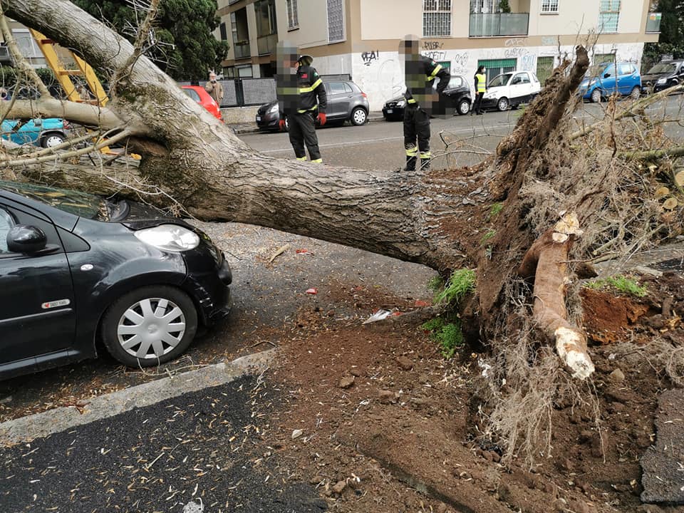 L'albero caduto a Conca d'Oro (foto di Reporter Montesacro)
