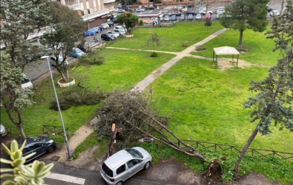 L'albero caduto a piazza Minucciano (foto Reporter Montesacro)