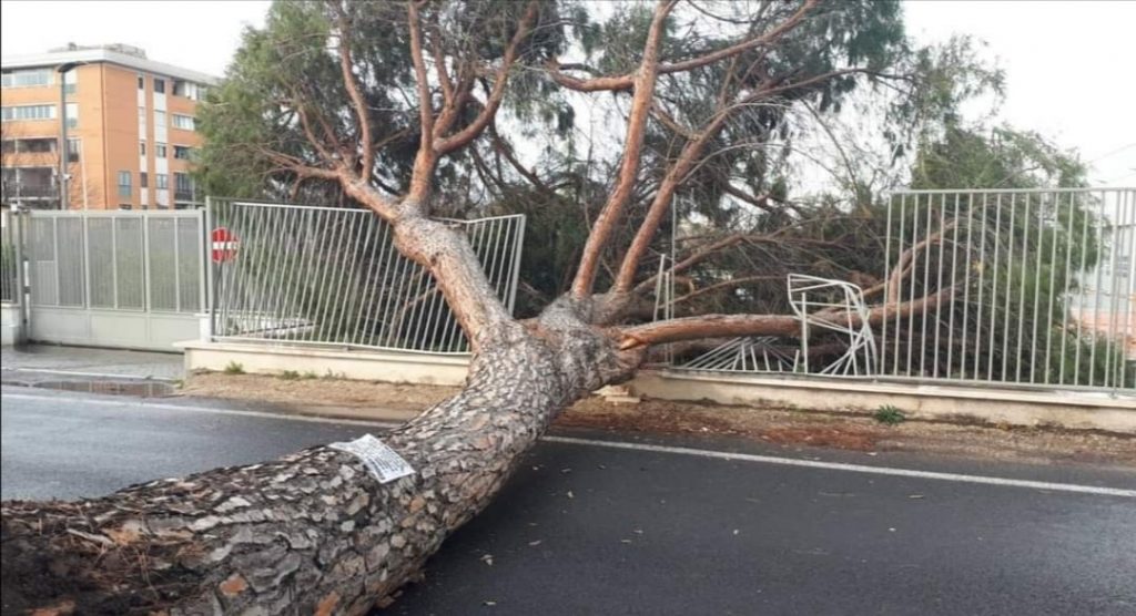 L'albero caduto a Casal Boccone (foto dalla pagina Reporter Montesacro)