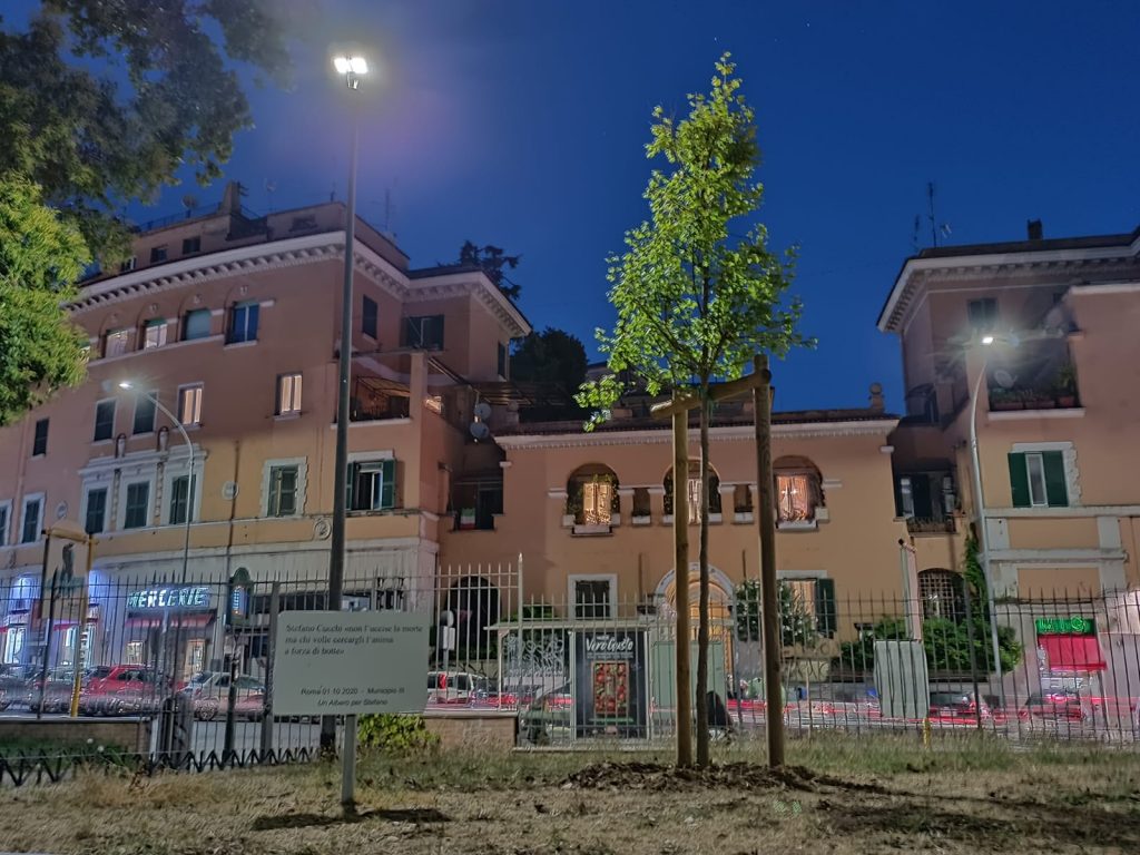 Albero Cucchi a Parco Belluto