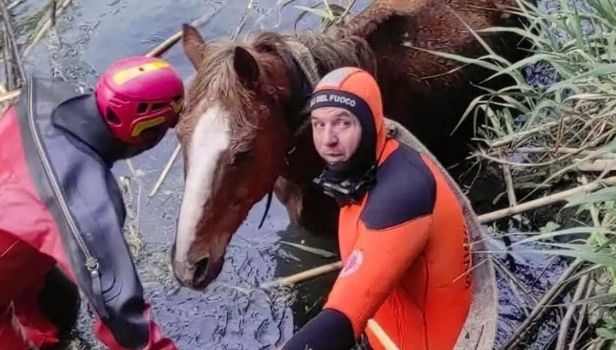Un cavallo è stato salvato dai vigili del fuoco dopo essere finito nel fiume Aniene (Foto di Reporter-Montesacro)