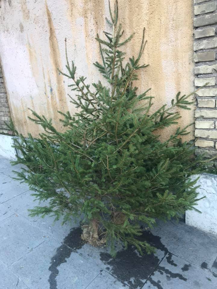L'albero abbandonato in via Siracusa (foto dal gruppo Fb "Quelli di piazza Bologna")