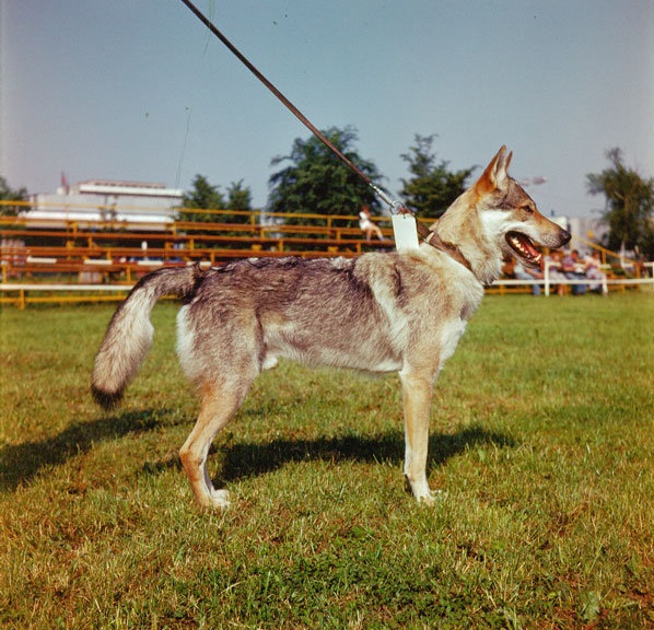 Cane lupo cecoslovacco