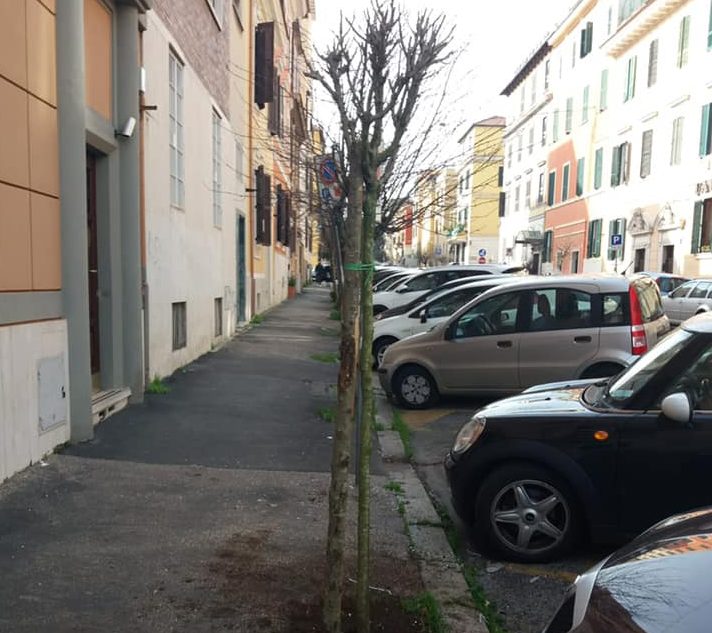 Nuovi alberi nel quartiere