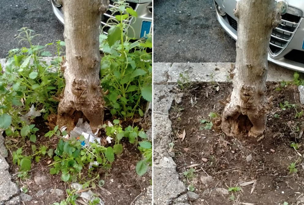 Il prima e dopo degli alberi in zona Lanciani 