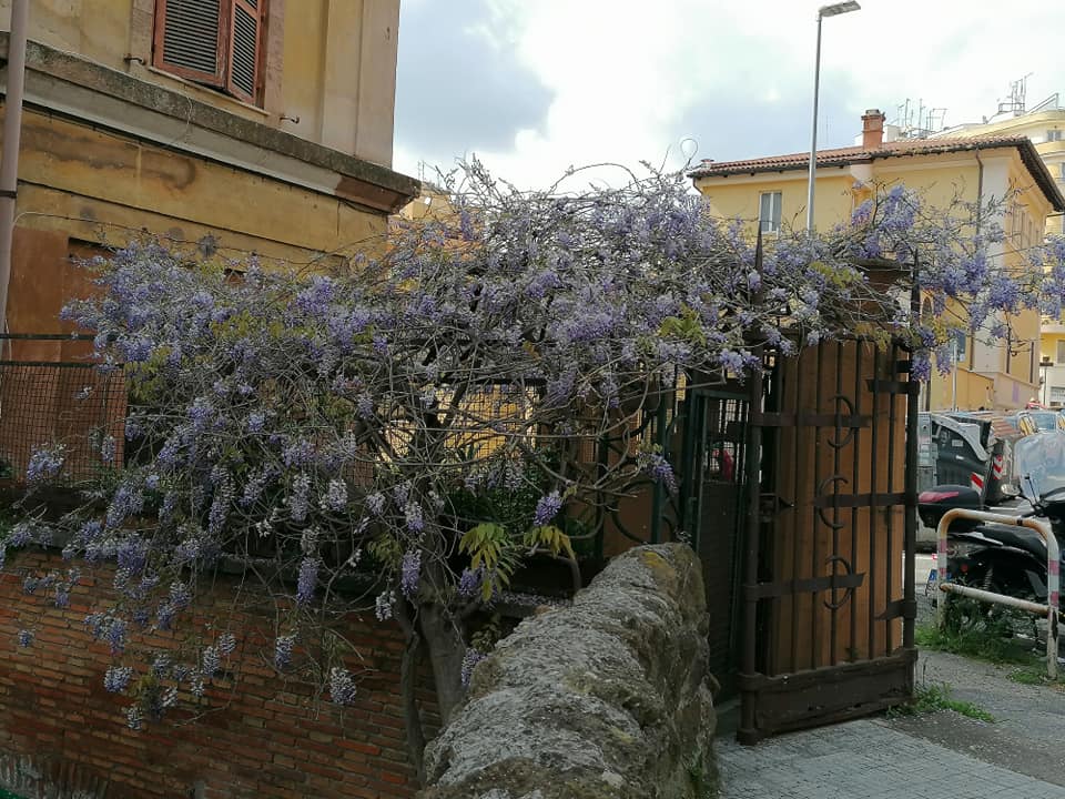 Il glicine di via Adalberto 