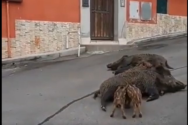 Fermo immagine tratto dal video di Laura Corrotti