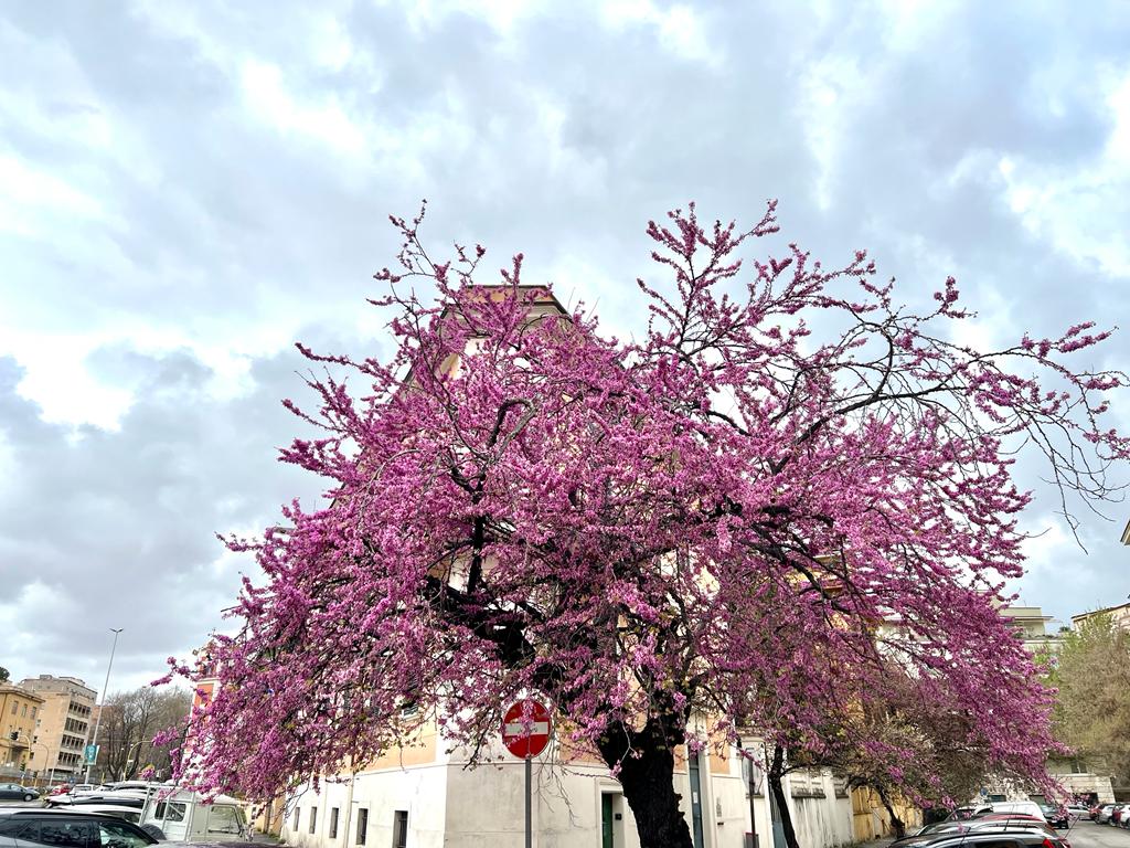 L'albero di Giuda tra via Caserta e via Treviso