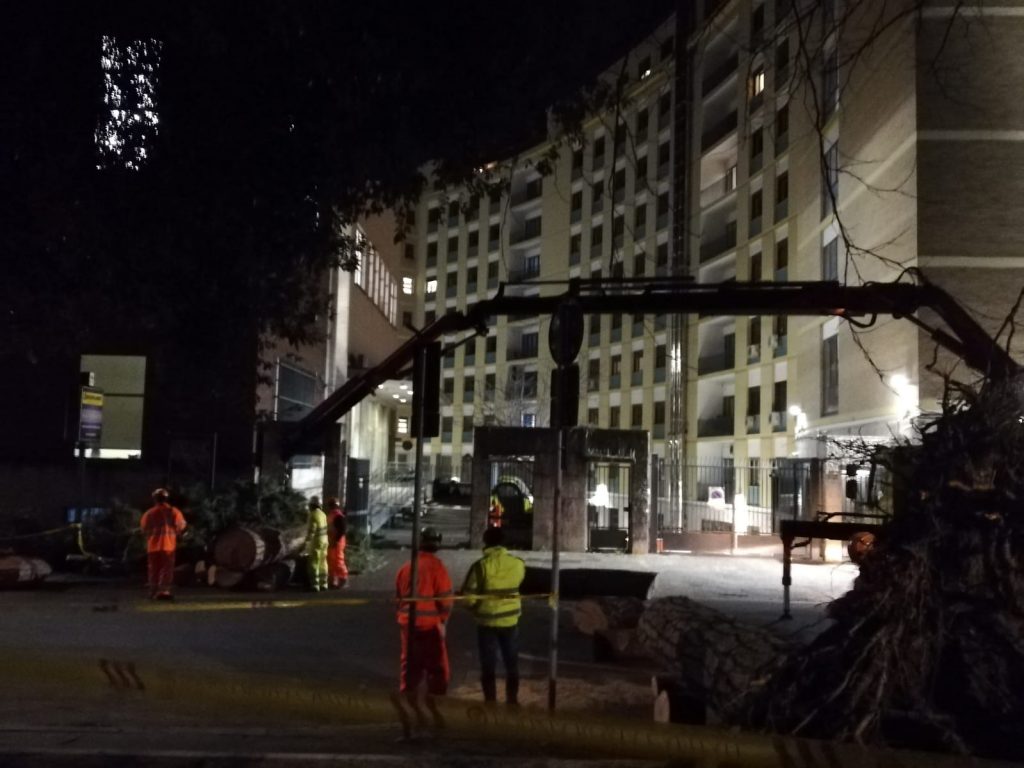 Gli operai al lavoro in viale Mazzini per rimuovere il tronco del pino caduto
