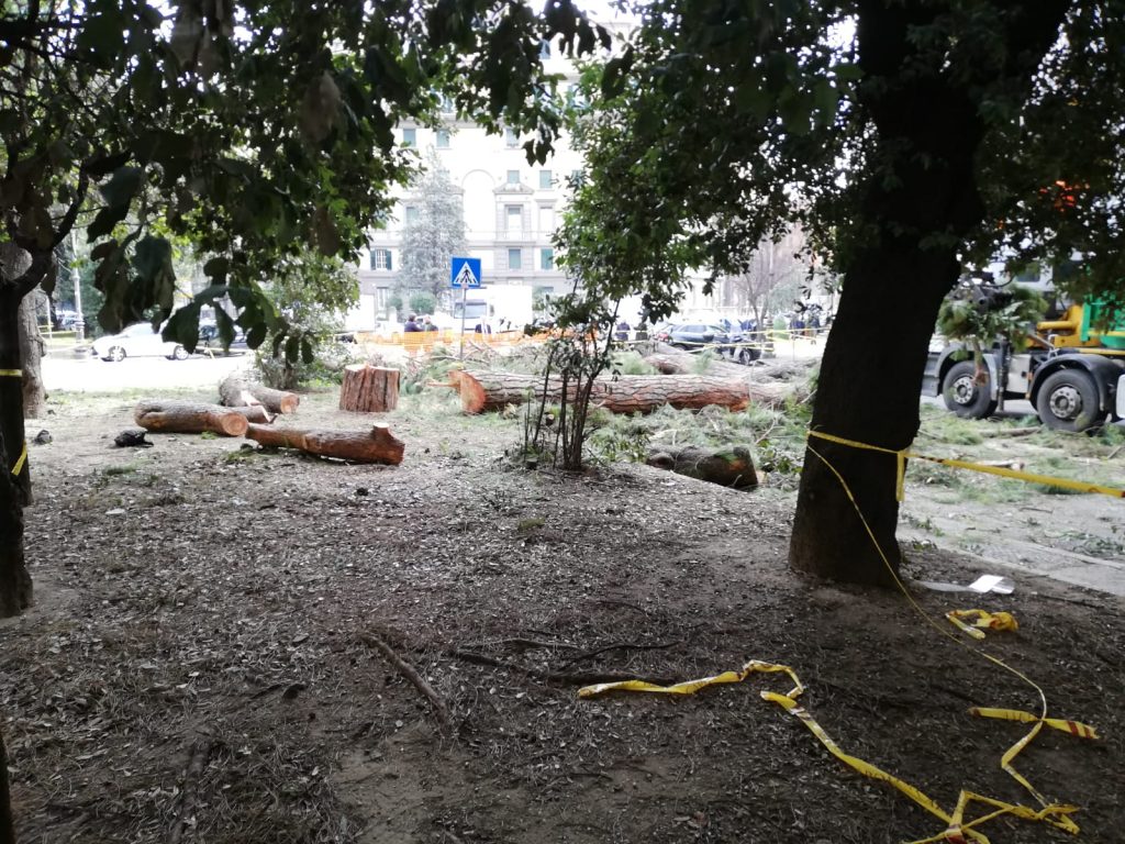 I resti degli altri due alberi pericolanti abbattuti in viale Mazzini