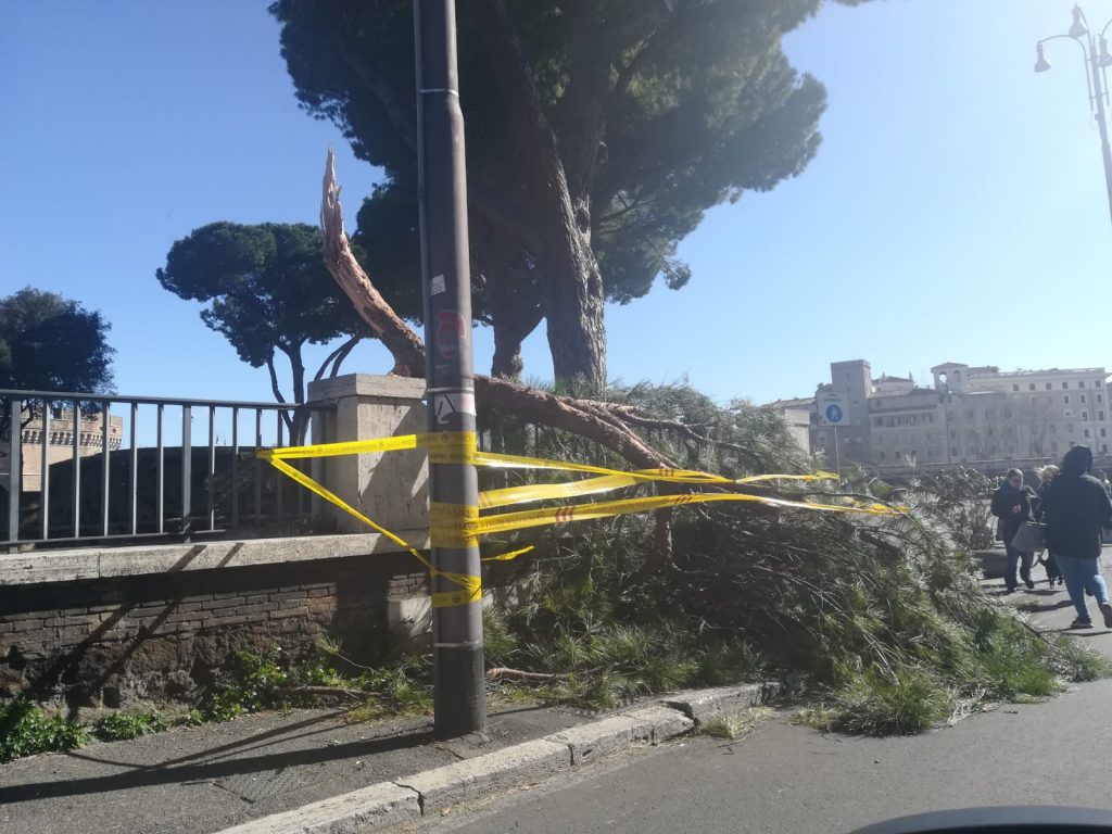 L'albero crollato in piazza Giovanni XXIII