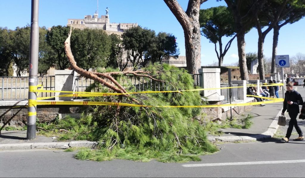 L'albero crollato in piazza Giovanni XXIII