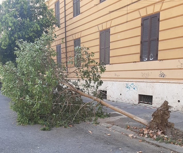 L'albero crollato in via Avezzana. Foto da una nostra lettrice