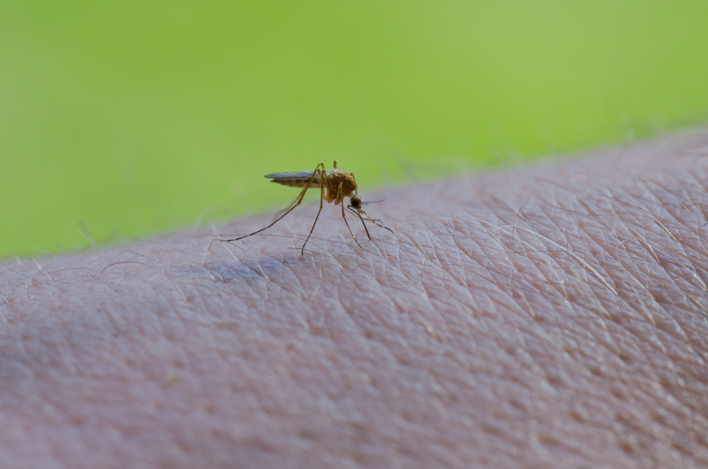 Una zanzara si appresta a pungere