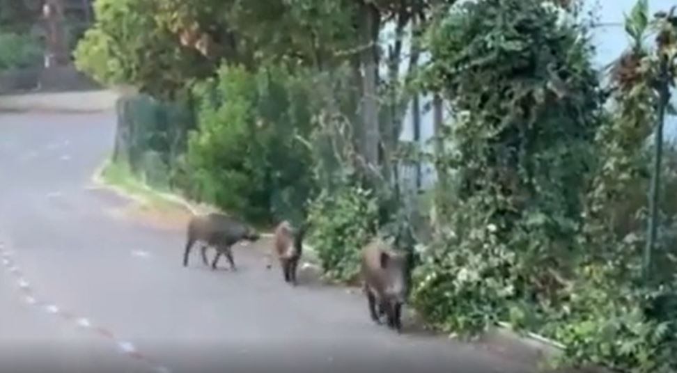 Cinghiali escono da un seggio elettorale di Monte Mario