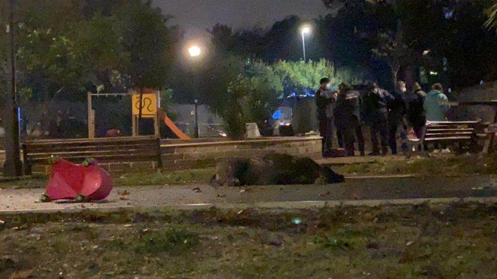 La madre dei cuccioli stesa a terra narcotizzata. Foto della Lndc sezione Ostia