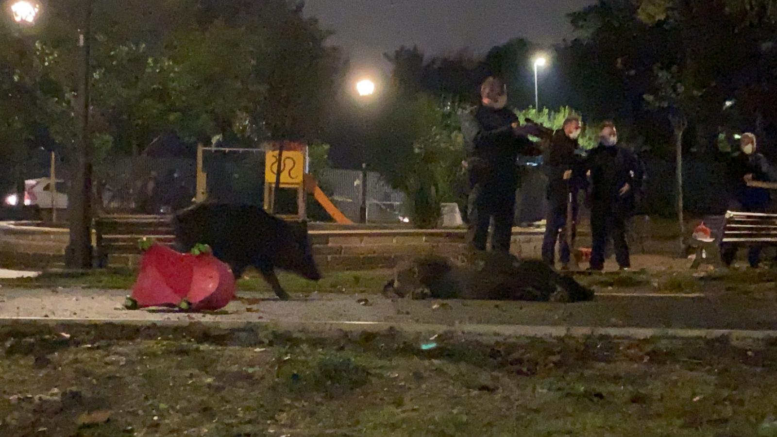 La Polizia provinciale spara ai cinghiali mentre un cucciolo si avvicina alla madre, stesa a terra narcotizzata. Foto della Lndc sezione Ostia