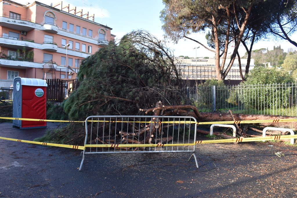 Un albero crollato vicino alla cittadella giudiziaria di piazzale Clodio 