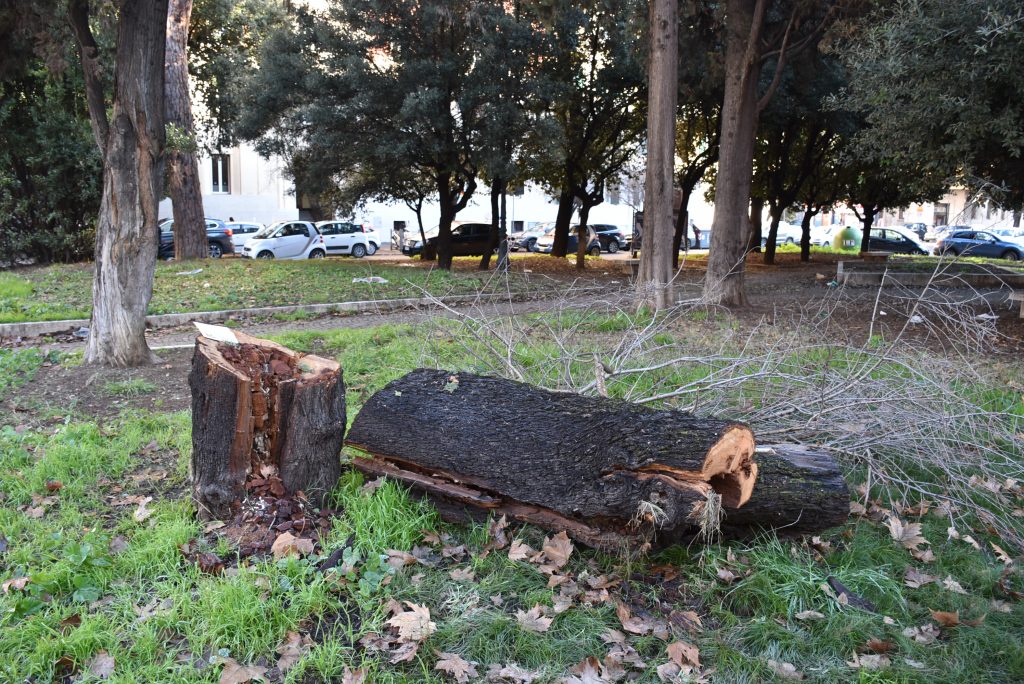 L'albero tagliato in viale Mazzini