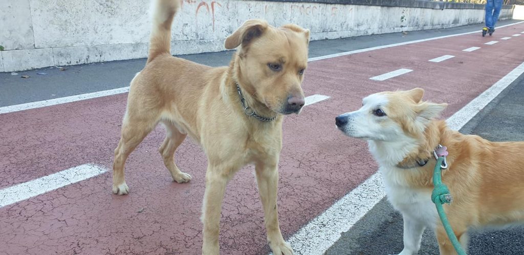A sinistra, l cane smarrito a Della Vittoria. Foto dal gruppo Facebook Amici di Via Plava - Comitato Quartiere Della Vittoria Laboratorio per Roma
