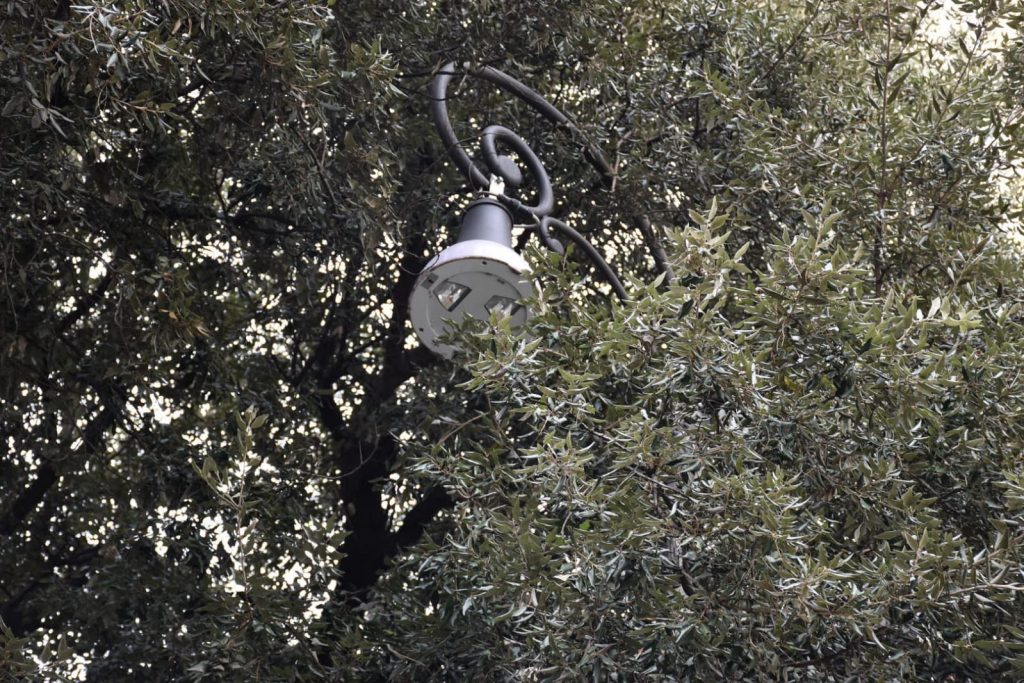 Le fronde degli alberi coprono i lampioni in viale Mazzini