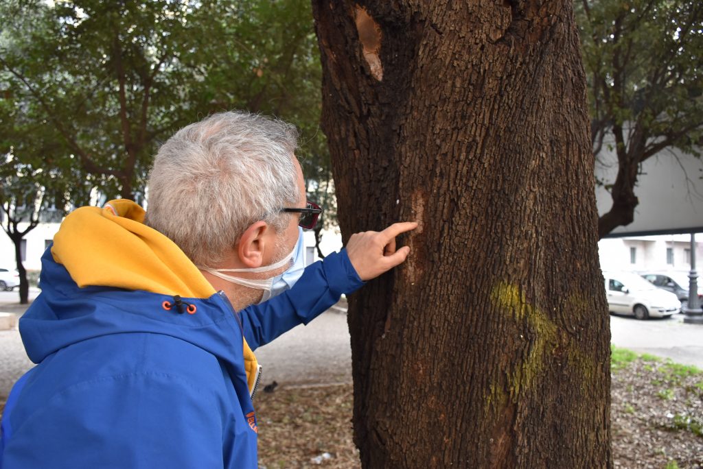 L'agronomo forestale Bruno Santoro ispeziona gli alberi di viale Mazzini dopo le recenti potature