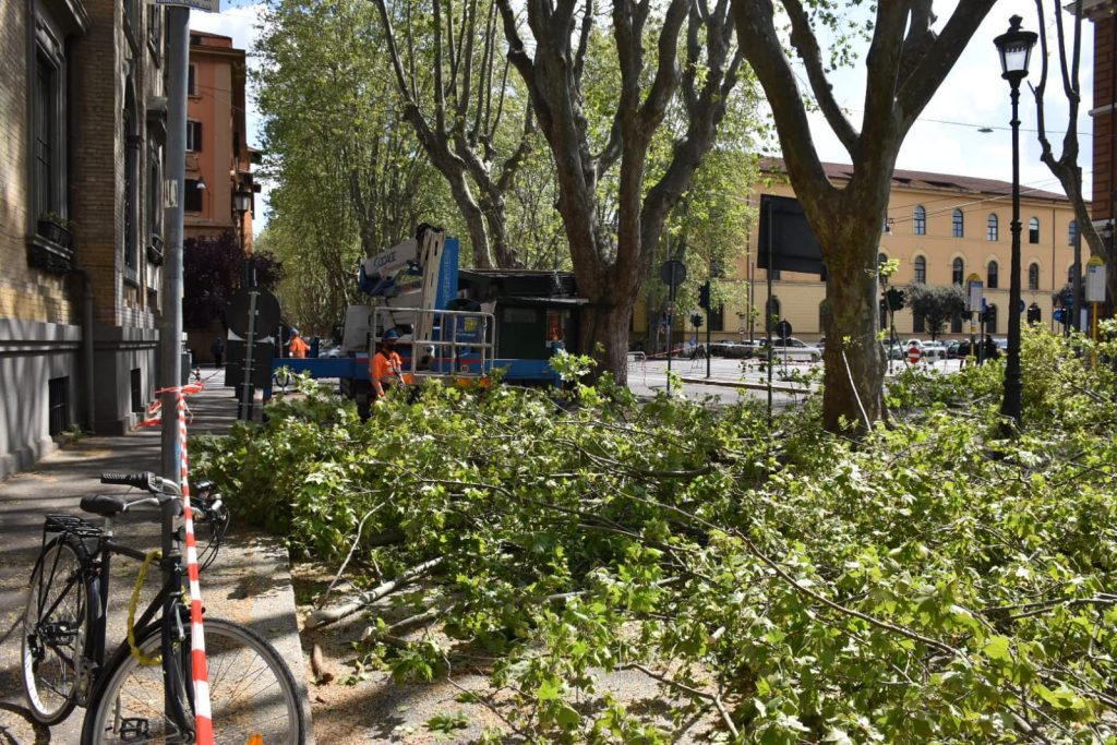 Potature in viale delle Milizie. Foto di repertorio