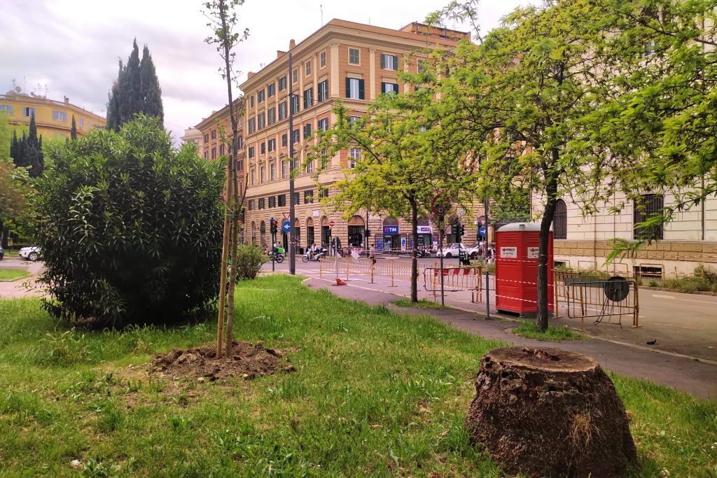 Nuovi alberi, e vecchi ceppi, in piazza della Libertà