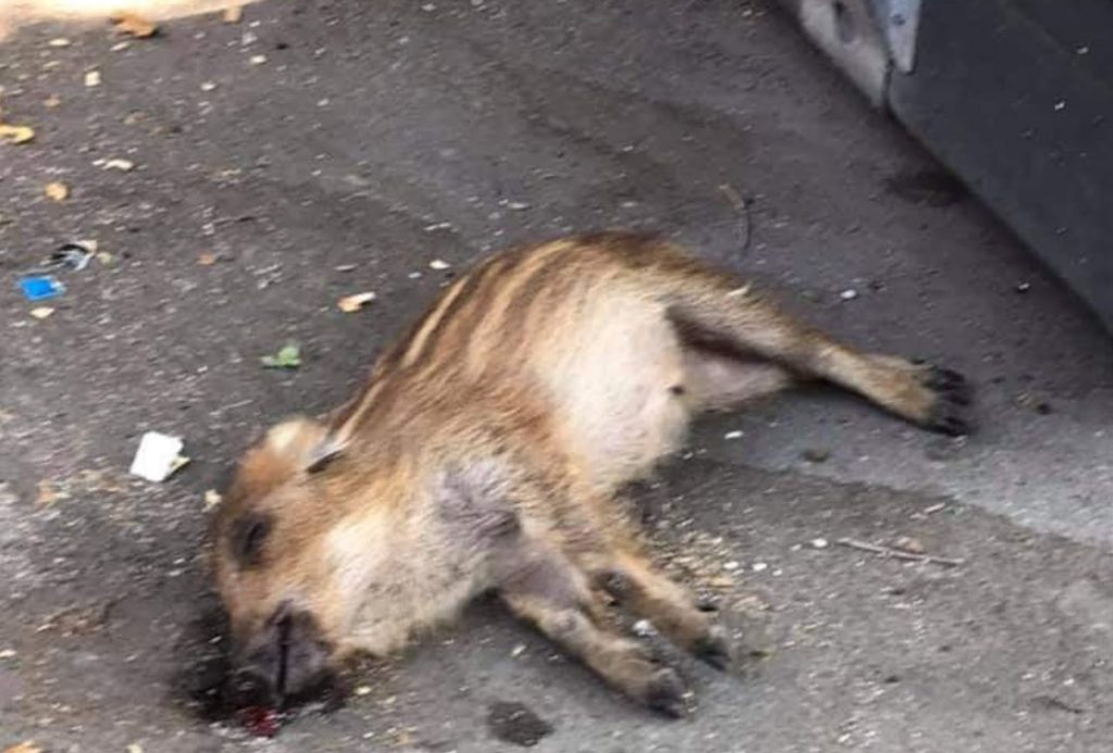 Il cinghiale morto. Foto dalla pagina Facebook di Daniele Diaco