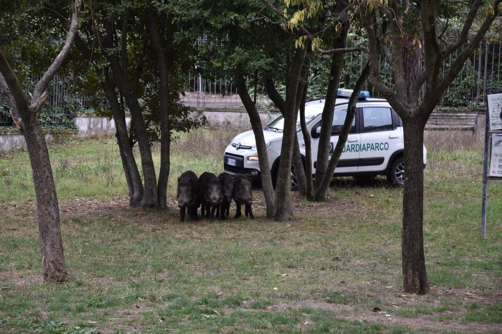 I cinghiali spinti all'uscita dai guardiaparco