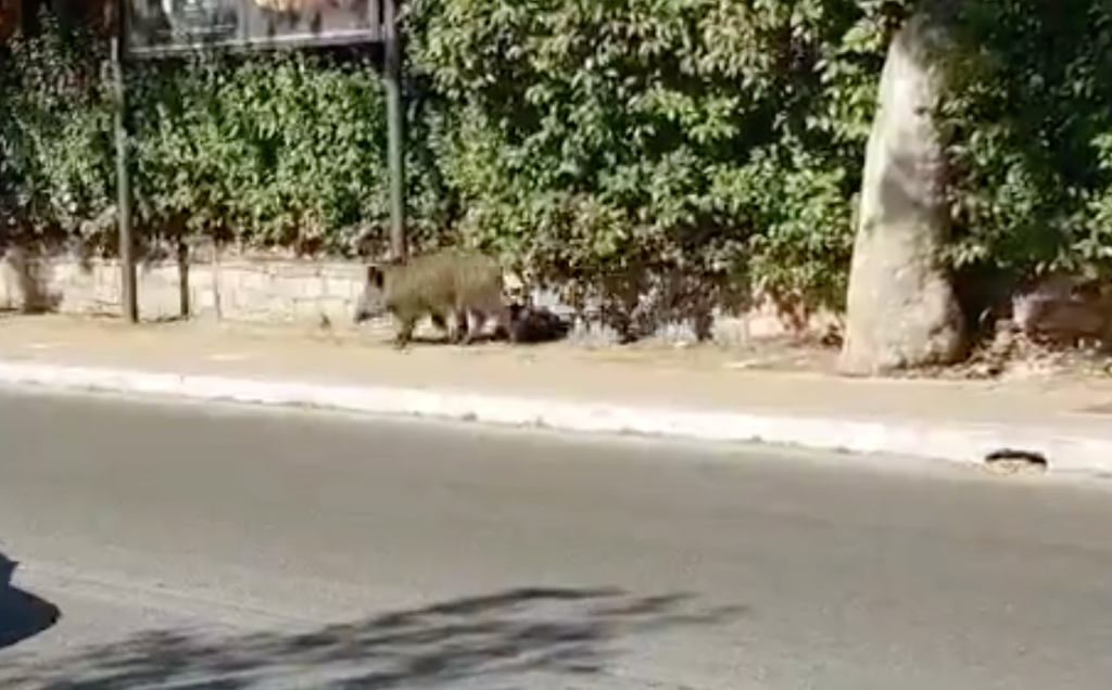 Il cinghiale al Trionfale